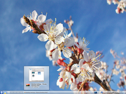 KDE Apricot Blossoms
